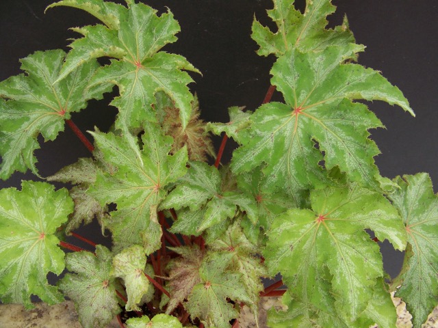 B. ‘Marla Keith’
